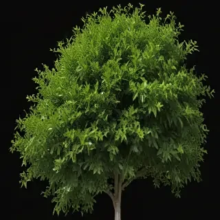 shrub png