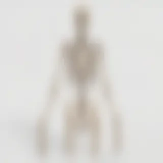 skeleton transparent background