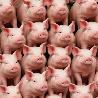 pig background