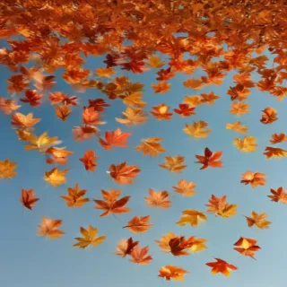 autumn leaves png