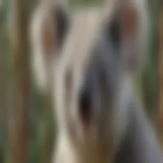 koala bear