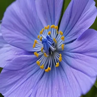 blue flower