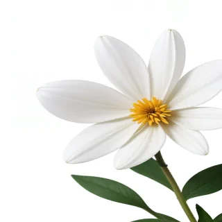 flower white background