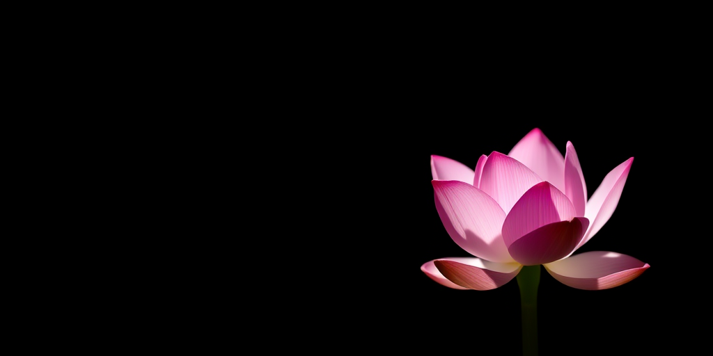 A single pink lotus flower illuminated softly against a dark background, captured with a Canon EOS R5, 85mm f/1.2 lens, aperture at f/2.8, ISO 100, shallow depth of field to highlight the flower's details, in a soft focus style with natural light.