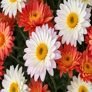 chrysanthemum png