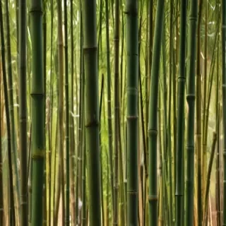 bamboo background