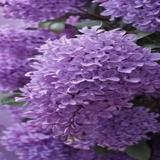 aesthetic lilac wallpaper