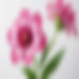flower with white background
