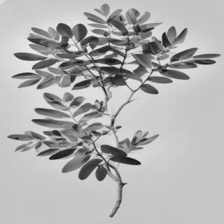 eucalyptus clipart black and white