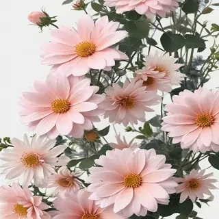 aesthetic flowers transparent
