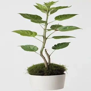 plant transparent