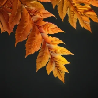 png fall leaves