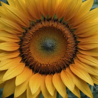 aesthetic sunflower