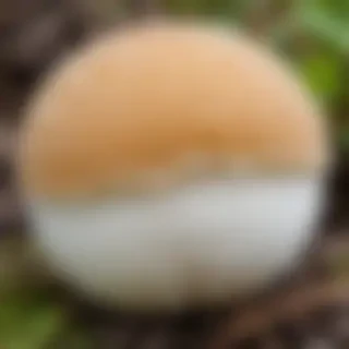 puffball mushroom