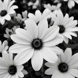 flower images black and white
