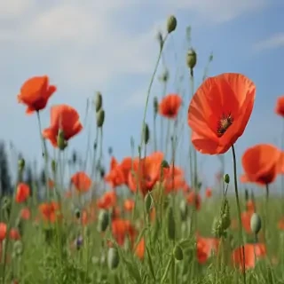 poppy flower