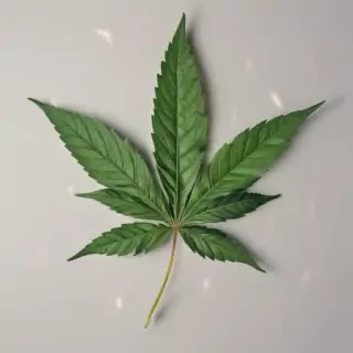 marijuana leaf
