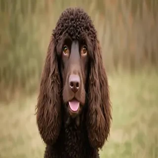 irish water spaniel