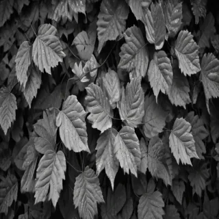 leaves black and white