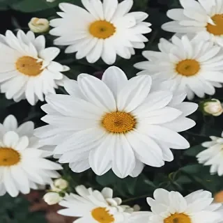 iphone white flower wallpaper