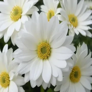 white flower wallpaper