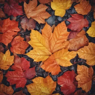 autumn leaves iphone wallpaper