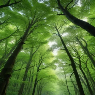green forest aesthetic