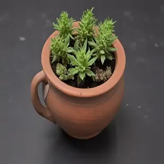pot images
