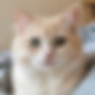 cute cat pictures aesthetic