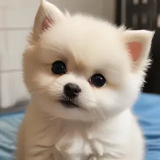 cutecey image