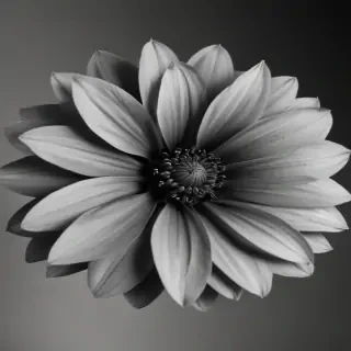 black and white flower png