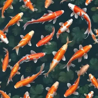 koi fish png