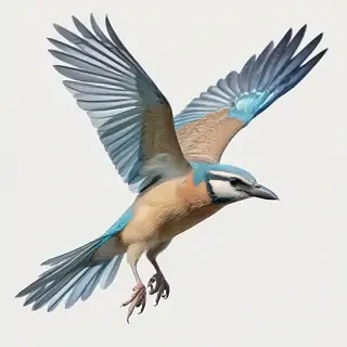 bird transparent
