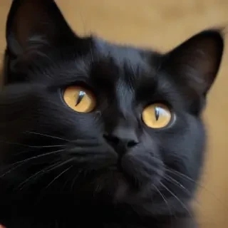cute black cat wallpaper