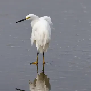 snowy egret