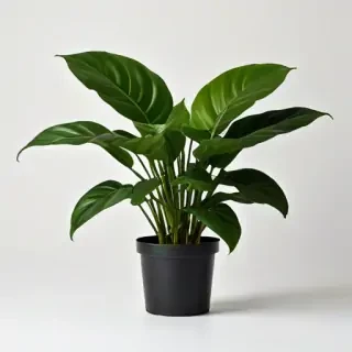 house plant png