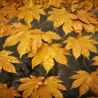 golden leaves background