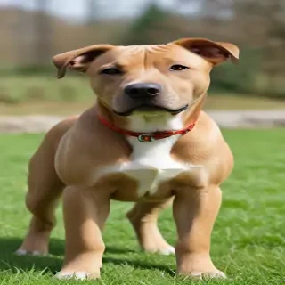 labrastaff dog breed