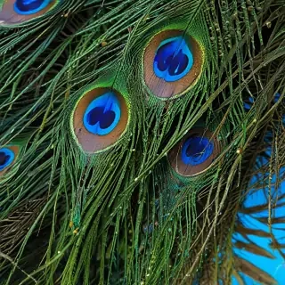 peacock feather images