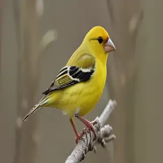 yellow finch