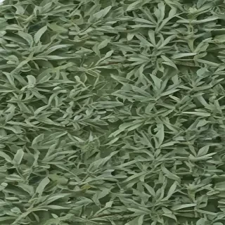 aesthetic sage green