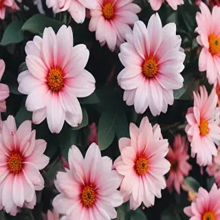 cute flower wallpaper aesthetic