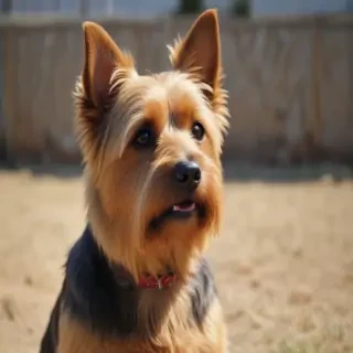 australian terrier dog breed