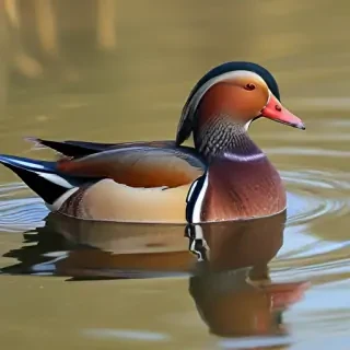 mandarin duck