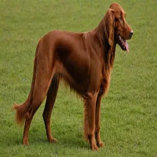 irish setter dog breed