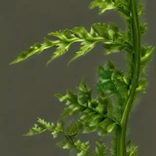 seaweed png