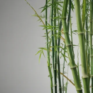 bamboo png