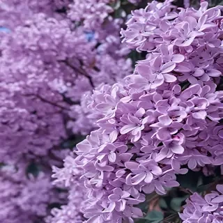 aesthetic lilac wallpaper
