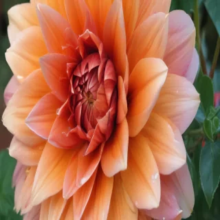 pretty wallpaper iphone