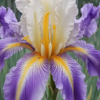 iris flower